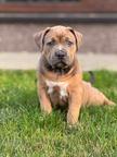 American Bully XL - holčička na prodej