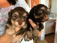 Chovatelská stanice  ZBIROŽSKÉ PODZÁMČÍ