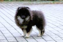 Pomeranian s PP