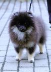 Pomeranian s PP