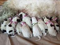 Italský spinone štěně