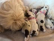 Italský spinone štěně