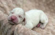 Italský spinone štěně