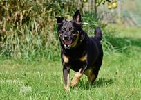 Darujeme opuštěného křížence