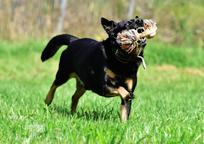 Darujeme opuštěného křížence