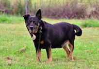 Darujeme opuštěného křížence