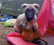 Belgický ovčák - Murat