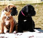 Tosa Inu štěňata s PP