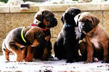 Tosa Inu štěňata s PP