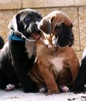Tosa Inu štěňata s PP