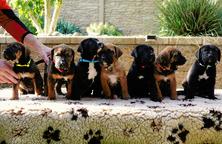 Tosa Inu štěňata s PP