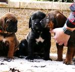 Tosa Inu štěňata s PP