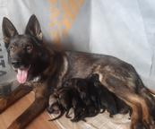 Vlkošedá štěňata německých ovčáků