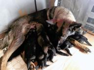 Vlkošedá štěňata německých ovčáků