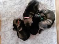 Vlkošedá štěňata německých ovčáků