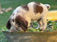 Italský spinone štěně