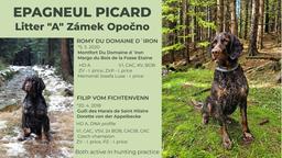 Epagneul Picard, Spaniel pikardyjski