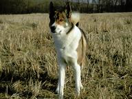 Dyk Heřmánkova stráň