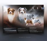 Australský ovčák s PP