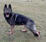 Německý ovčák štěnata s pp