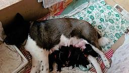 Štěňátka s PP americká akita,prodej