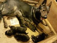 Německý ovčák štěnata s pp