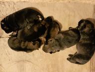 Německý ovčák štěnata s pp