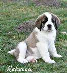 Bernardýn - štěňata na prodej - Pardubický kraj