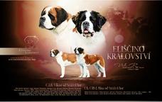 Bernardýn - štěňata na prodej - Pardubický kraj