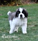 Bernardýn - štěňata na prodej - Pardubický kraj