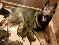 Německý ovčák štěnata s pp