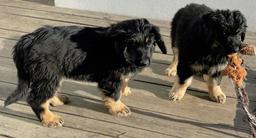 Nabídka hovawartích štěňat s PP