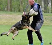 Německý ovčák štěnata s pp