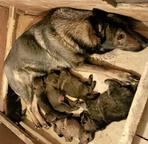 Německý ovčák štěnata s pp