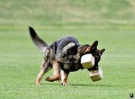 Německý ovčák štěnata s pp