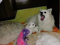 Prodám štěně  pejska středního bílého Německého špice