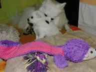 Prodám štěně  pejska středního bílého Německého špice