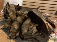 Německý ovčák štěnata s pp