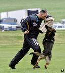 Německý ovčák štěnata s pp