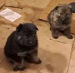 Německý ovčák štěnata s pp