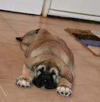 Mastin Espaňol - Španělský Mastin