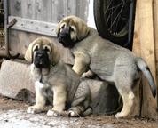 Mastin Espaňol - Španělský Mastin