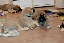 Mastin Espaňol - Španělský Mastin