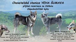 Štěňata západosibiřské lajky