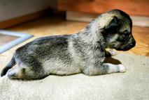 Štěňata západosibiřské lajky