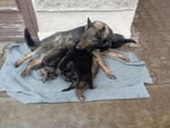 Německý ovčák štěnata s pp