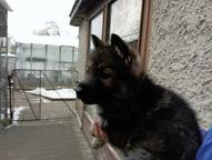 Německý ovčák štěnata s pp