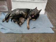 Německý ovčák štěnata s pp