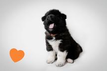 Americká Akita štěňátka s PP prodám