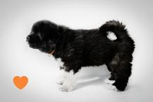 Americká Akita štěňátka s PP prodám